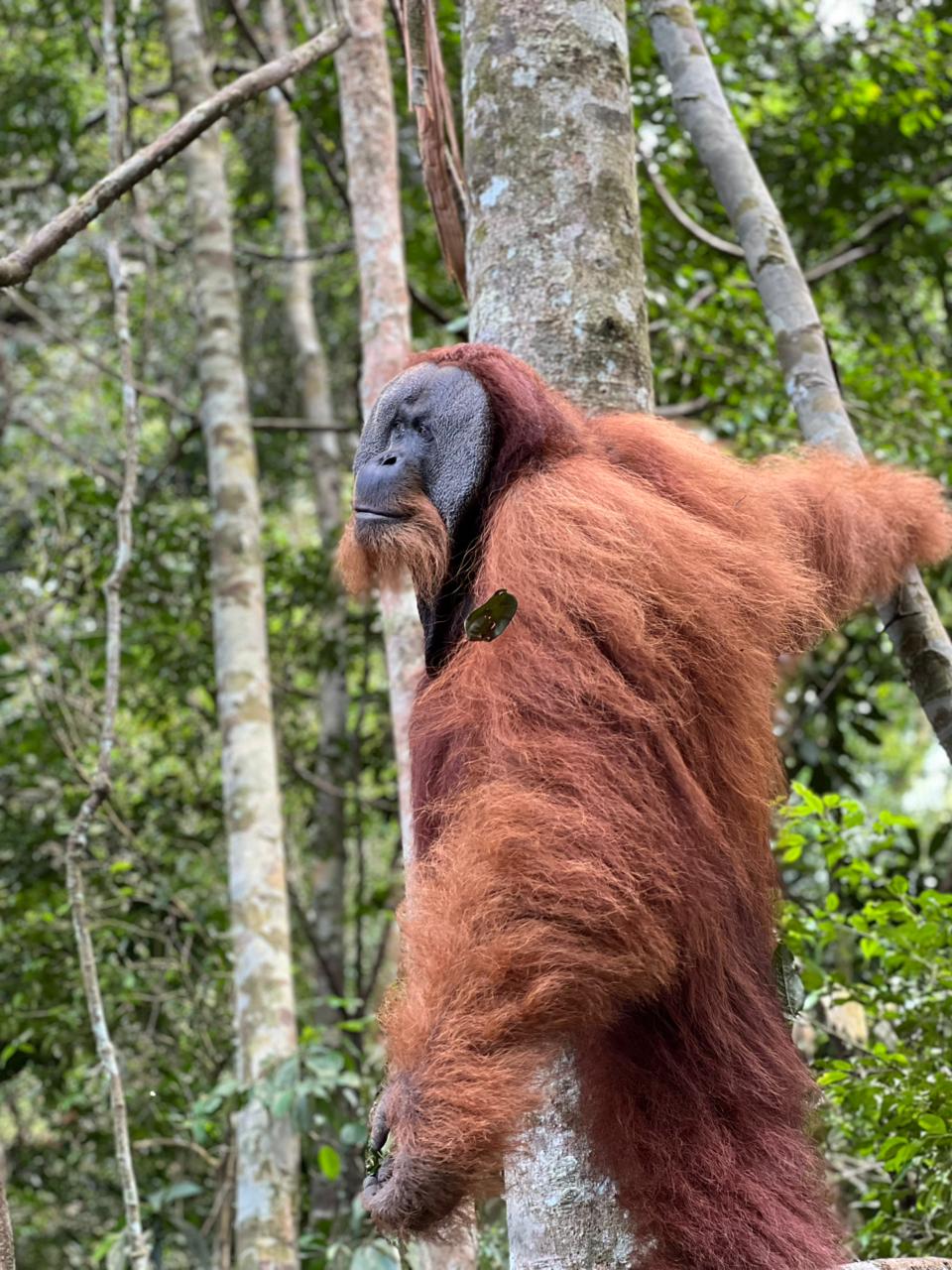 wildlife