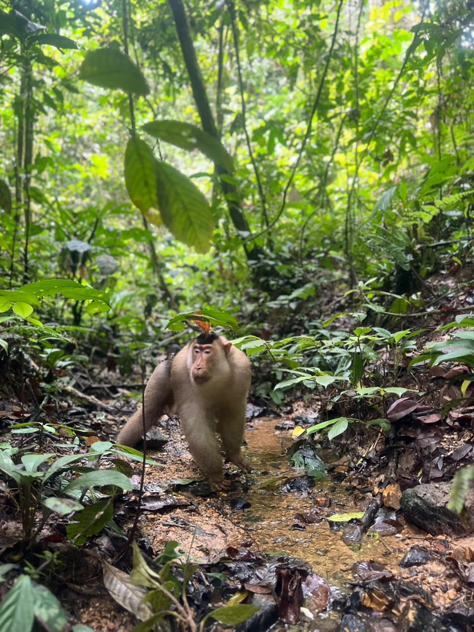 wildlife