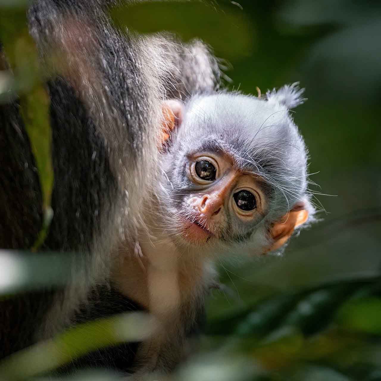 wildlife