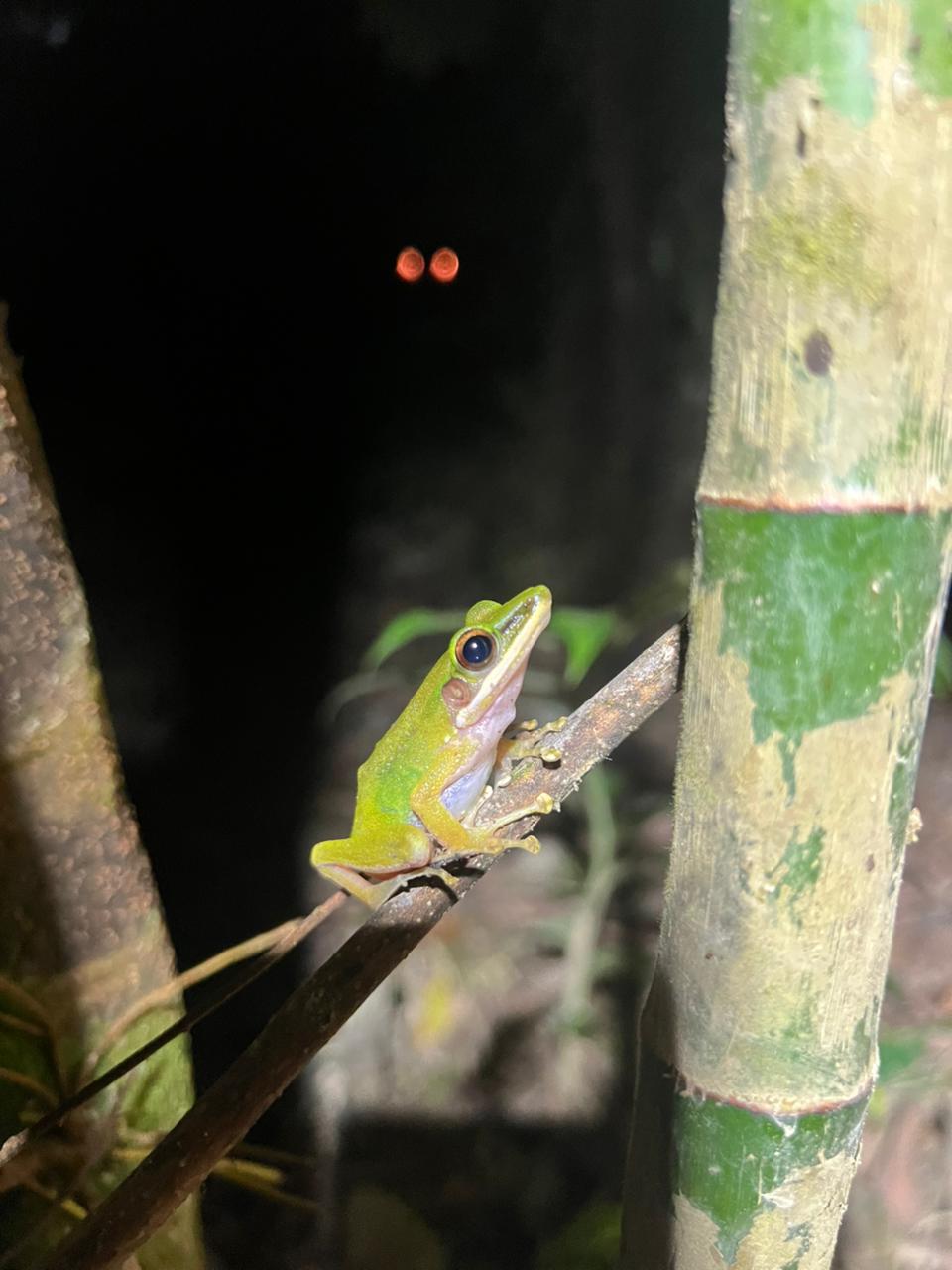 wildlife