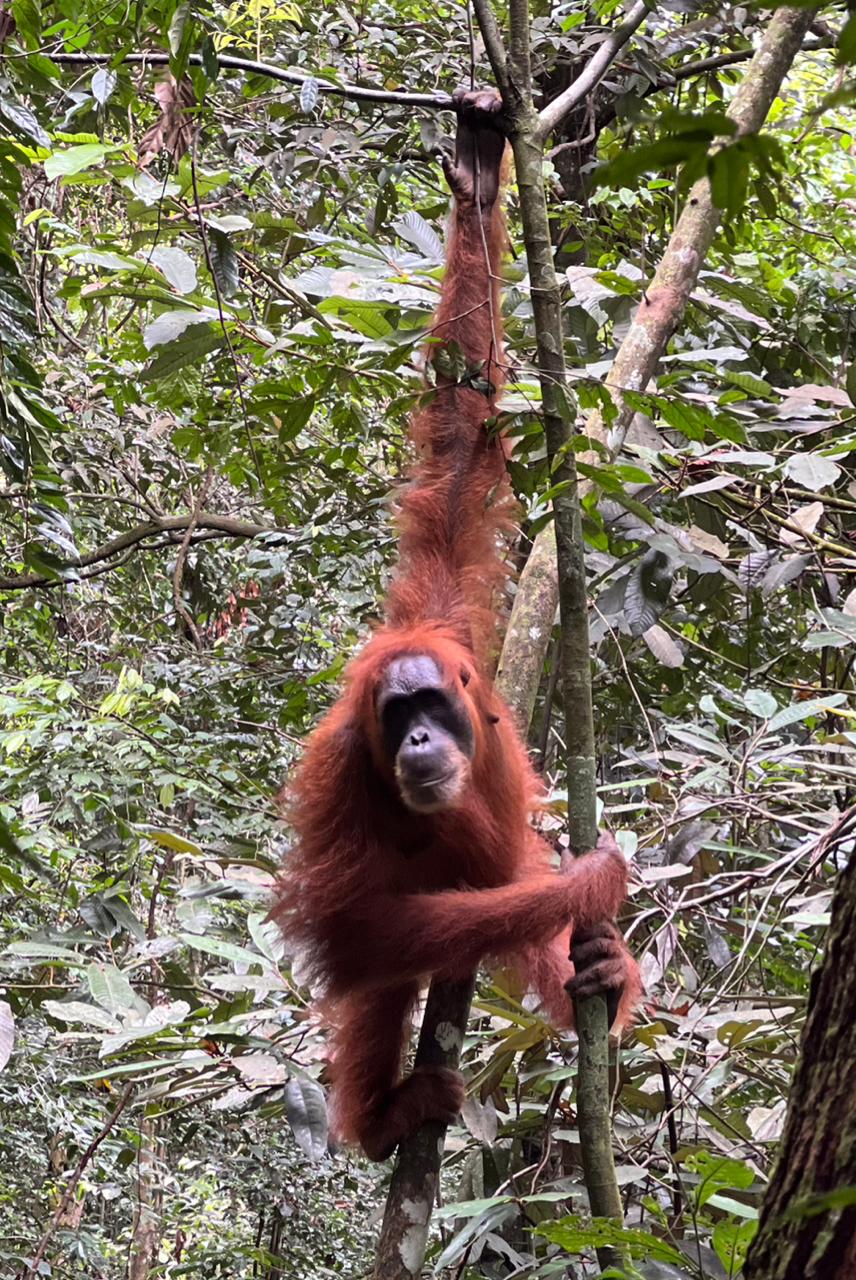 wildlife