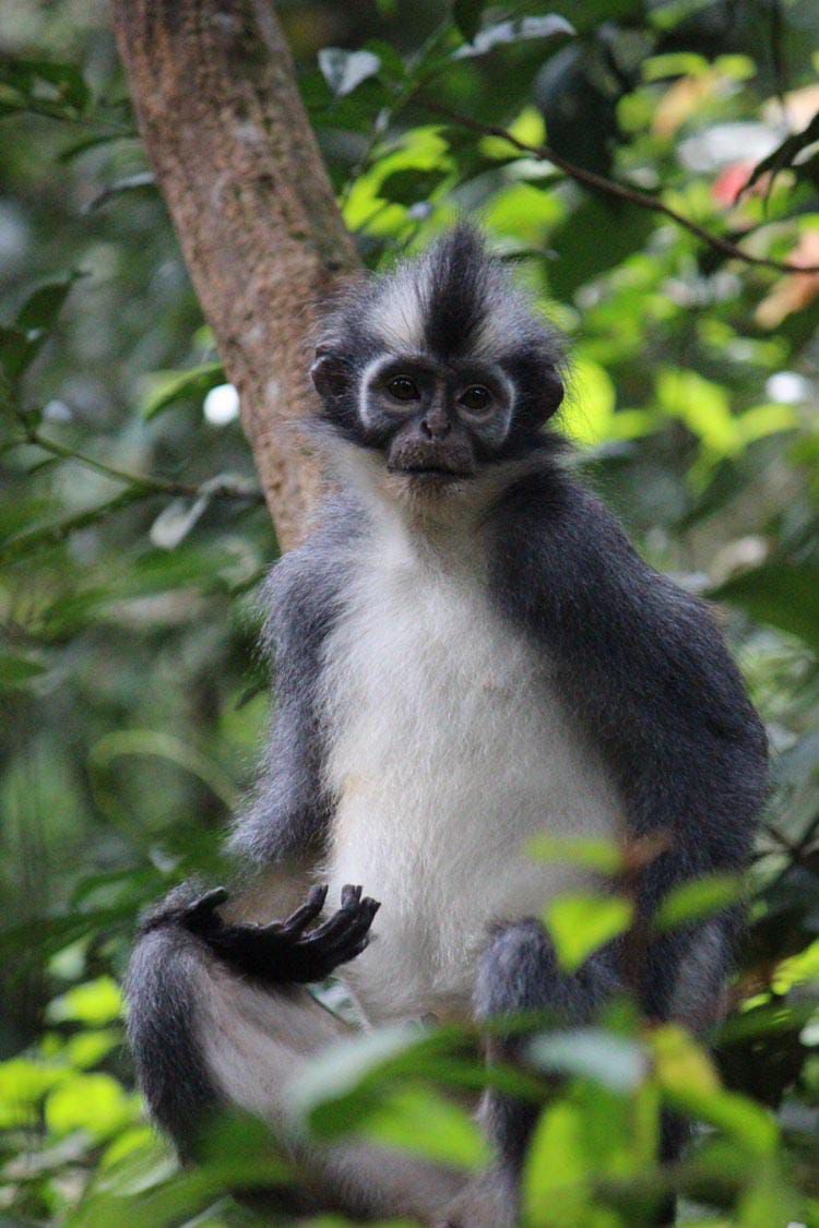 wildlife
