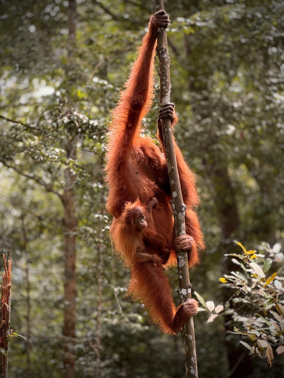 wildlife