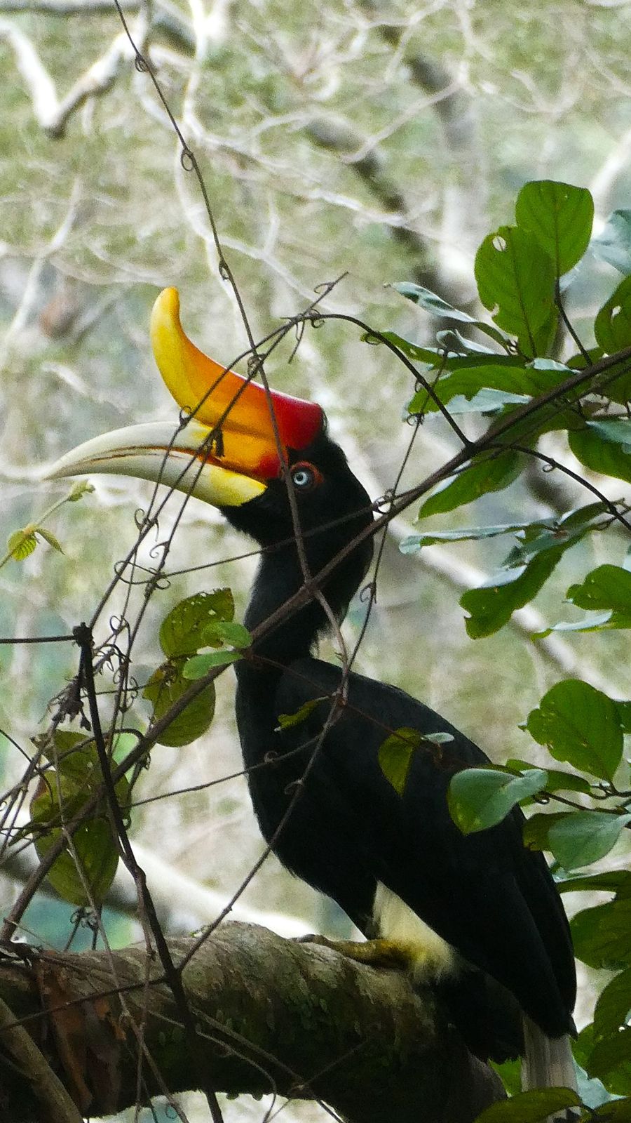 wildlife